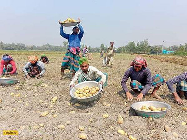রাজশাহীর তানোর উপজেলার রায়তান বড়শো মাঠে আলু তুলছেন কৃষকেরা