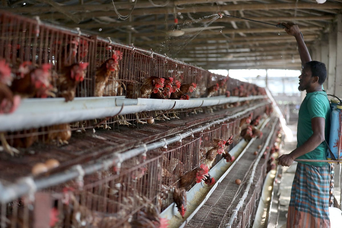 গরমের তীব্রতা কমাতে মুরগির শরীরে পানি ছিটিয়ে দেওয়া হচ্ছে। গতকাল রোববার পাবনা সদর উপজেলার জোতকলসা এলাকায়।