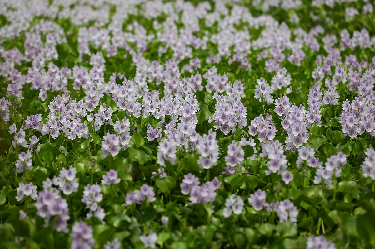 ব্রাহ্মণবাড়িয়ায় কচুরিপানা থেকে বানানো হয় জৈব সার