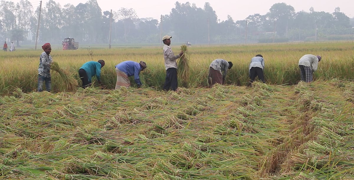 নওগাঁয় বোরো ধান কাটা শুরু হয়েছে। গতকাল শনিবার সদর উপজেলার দিঘলীর বিলে শৈলগাছী মধ্যপাড়া এলাকায়