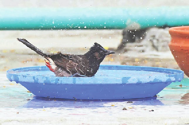 পাবনা শহরের মহেন্দ্রপুর এলাকার একটি ছাদে এক থালা পানি পেয়ে বুলবুলি গোসল সারছে