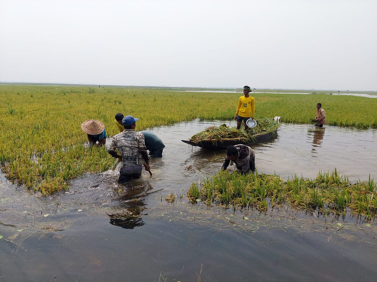 সুনামগঞ্জের দেখার হাওরে বৃষ্টি ও পাহাড়ি ঢলে নিমজ্জিত আধাপাকা ধান কাটছেন কৃষকেরা। সোমবার বিকেলে তোলা ছবি