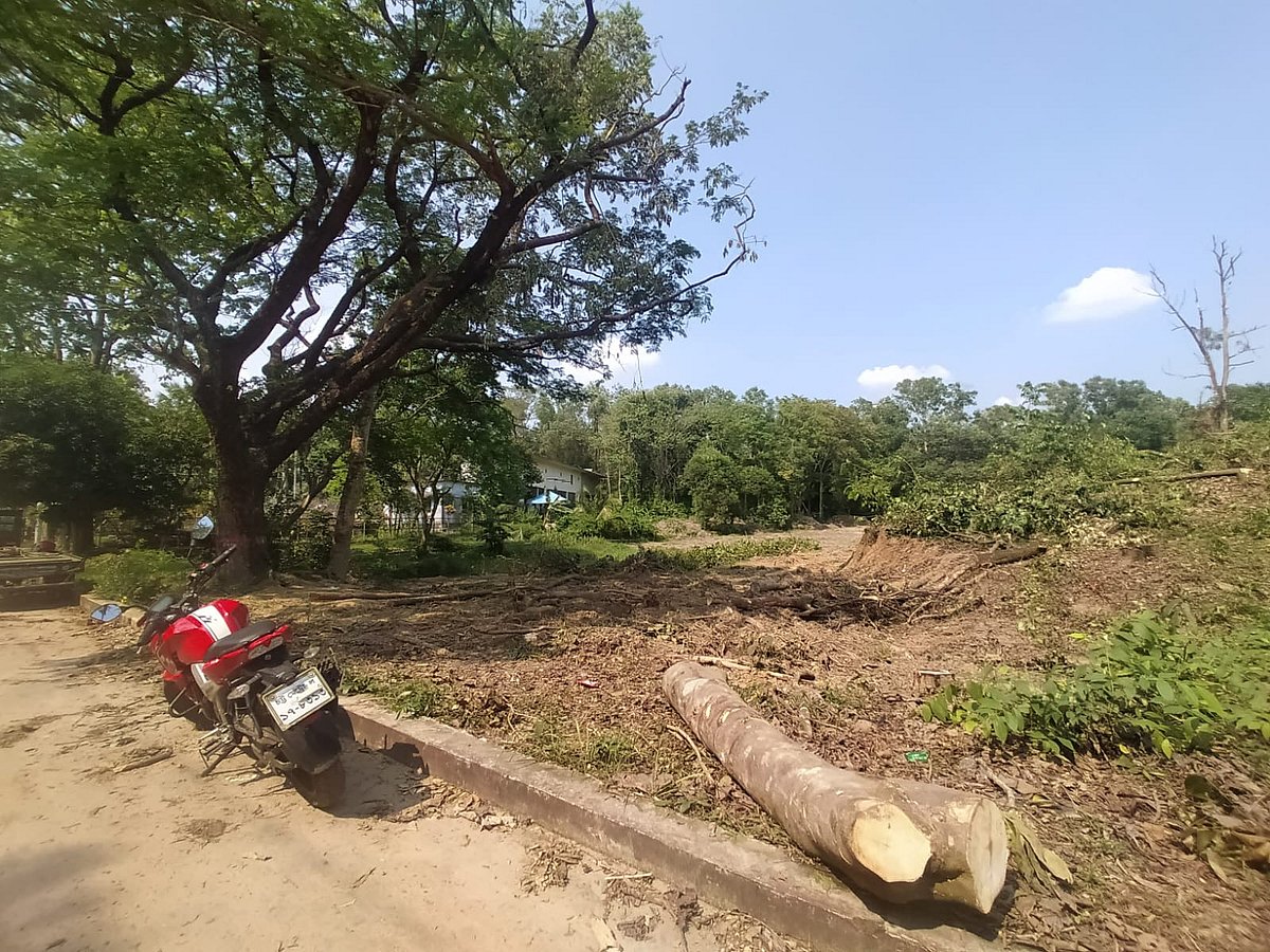 চট্টগ্রাম প্রকৌশল ও প্রযুক্তি বিশ্ববিদ্যালয়ে(চুয়েট) ঠিকাদারের কেটে ফেলা এই গাছের ছবি তুলতে গেলে দুর্ব্যবহারের শিকার হন দুই শিক্ষার্থী। আজ সকালে তোলা