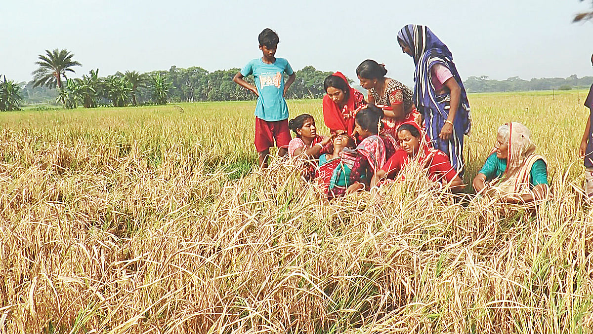 মাদারীপুরে একটি হত্যা মামলাকে কেন্দ্র করে খেতের পাকা ধান কাটতে এলে বাধা দিচ্ছে বাদীপক্ষ। গত সোমবার সদর উপজেলার পূর্ব কলাগাছিয়া এলাকায়