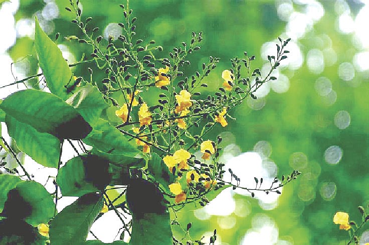 ঢাকার হেয়ার রোডে ফুটেছে স্নিগ্ধশোভার পাদাউক