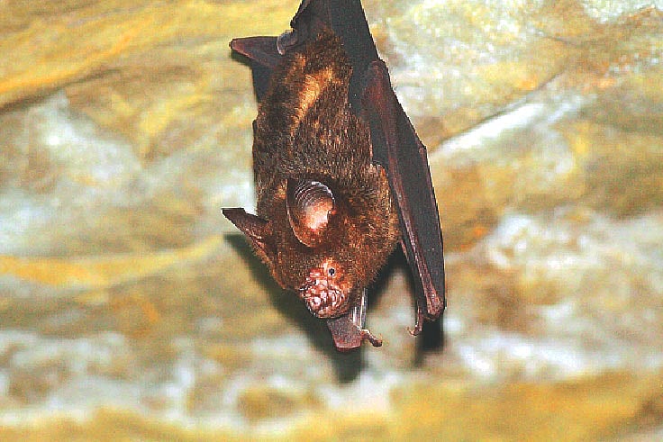 বান্দরবানে দেখা পাওয়া নতুন এই বাদুড়ের নাম হিমালয়ান বড় পাতানাক বাদুড়