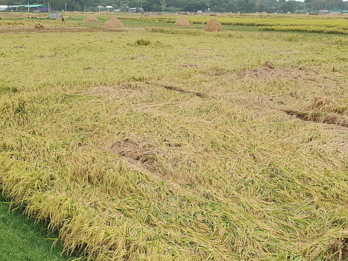 গোয়ালন্দে চরাঞ্চলে বিষধর রাসেলস ভাইপার সাপের উপদ্রব বেড়েছে। আতঙ্কে অনেক কৃষক মাঠ থেকে শষ্য তুলতে ভয় পাচ্ছেন। সম্প্রতি তোলা