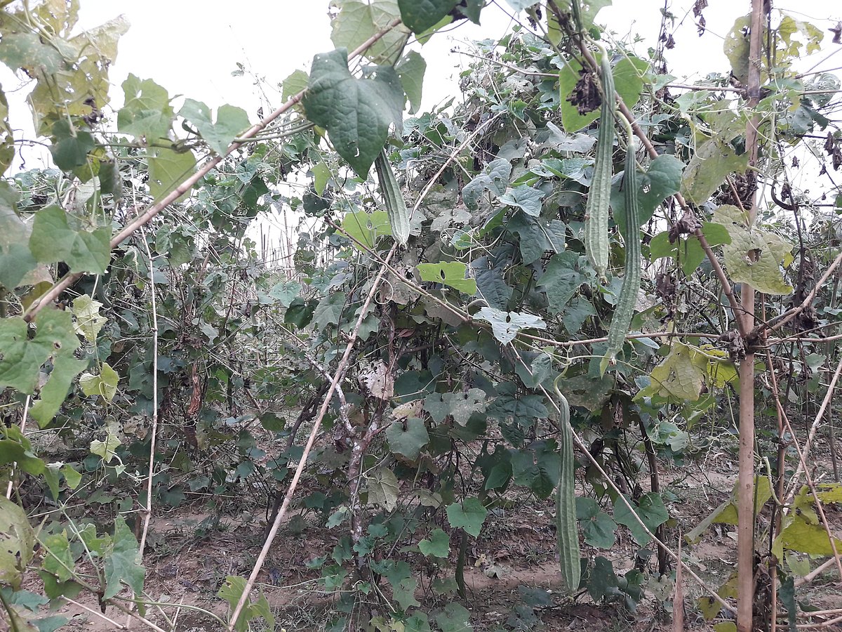 মৌলভীবাজারের বড়লেখা উপজেলার মোহাম্মদনগরে বাণিজ্যিকভাবে ঝিঙের চাষ হয়