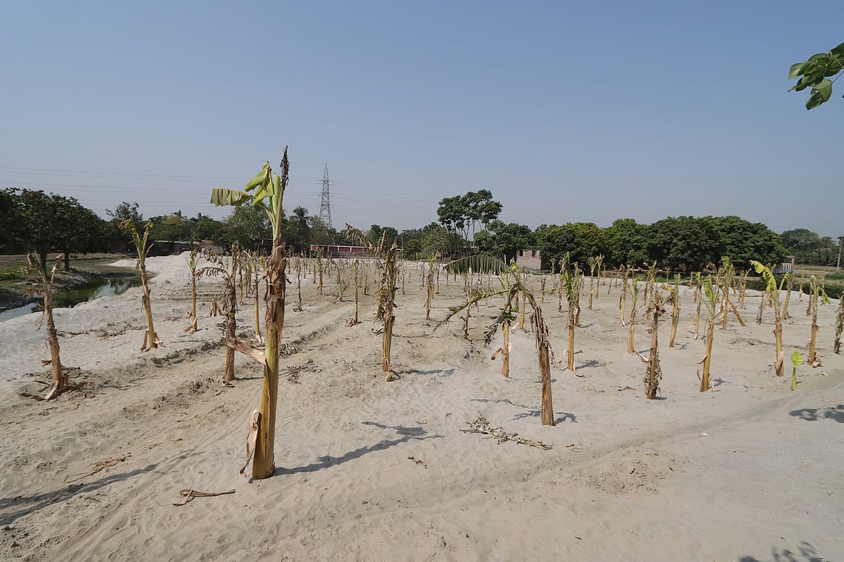 রাজশাহী নগরের মেহেরচণ্ডী এলাকায় পুকুর ভরাট করে কলাগাছ লাগানো হয়েছে। আজ বুধবার তোলা