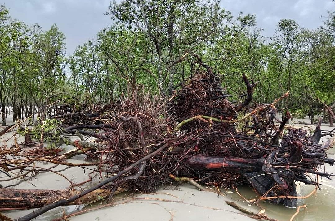 ঘূর্ণিঝড় রিমালের প্রভাবে জোয়ার-জলোচ্ছ্বাসের পানিতে প্লাবিত হয় গোটা সুন্দরবন। ধীরে ধীরে সুন্দরবনের ক্ষত স্পষ্ট হচ্ছে