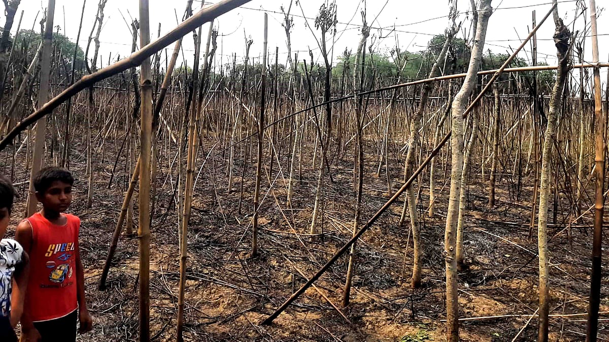 নাটোরের বড়াইগ্রামের বাগডোব মন্ডলপাড়ায় আগুনে ৩০ বিঘা জমির পানবরজ পুড়ে যায়। শনিবার দুপুরে