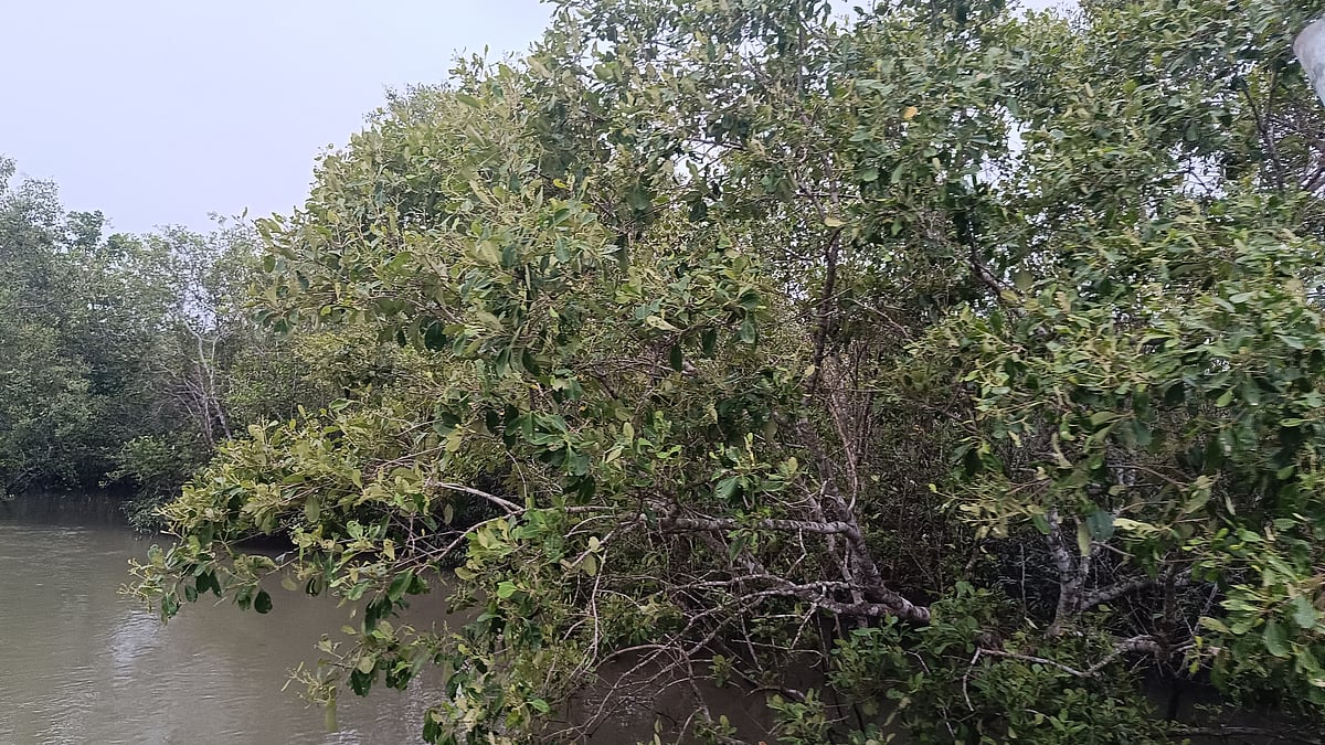 ঘূর্ণিঝড় রিমালের আঘাতের পর সুন্দরবনের বর্তমান অবস্থা। বুধবার সুন্দরবনের বস্টুমখালী খাল এলাকায়