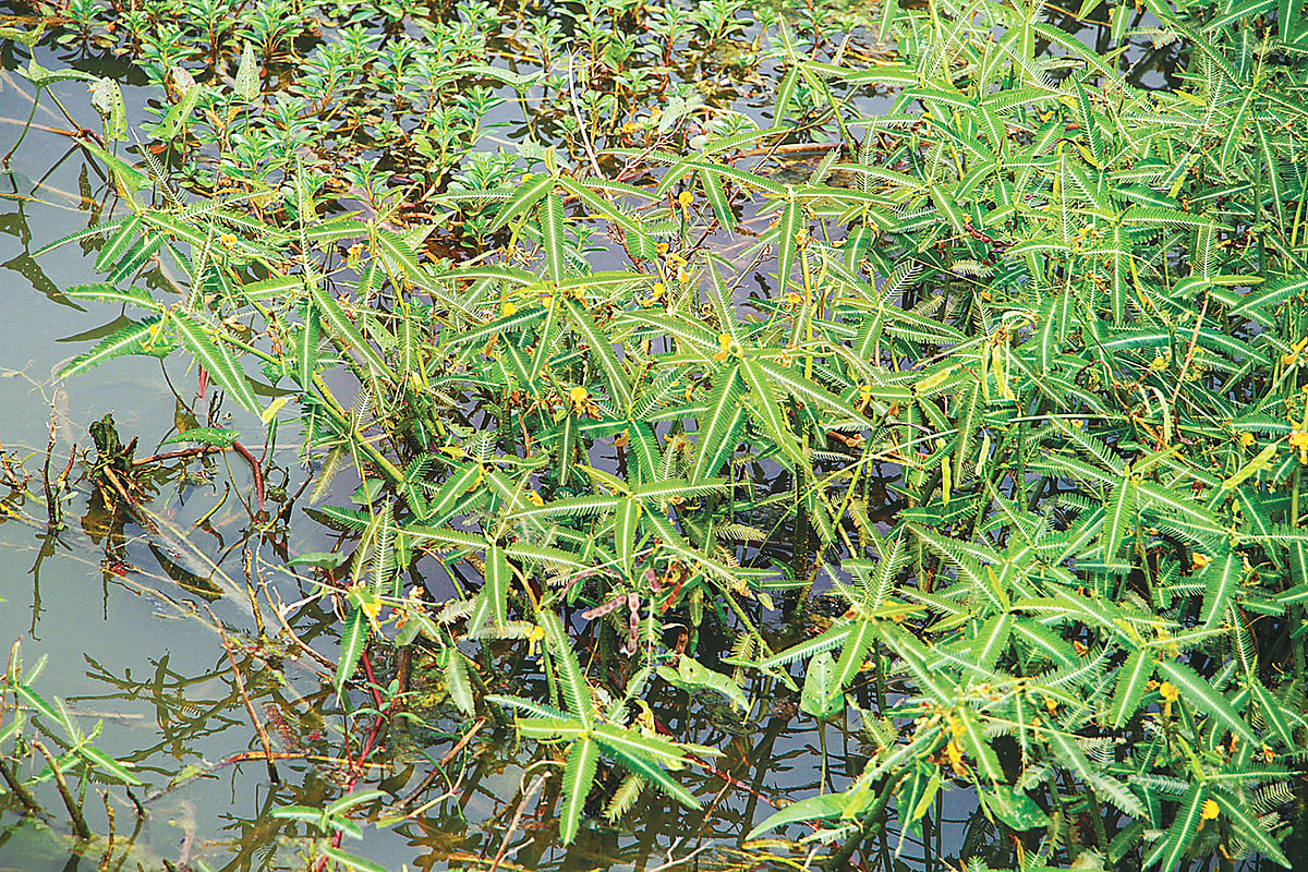 জলাশয়ে শোলাগাছ, রাজশাহী থেকে তোলা