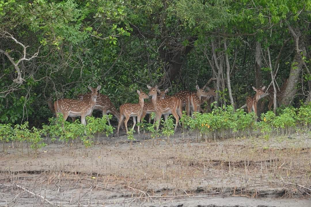 নদী তীরে হরিণের পাল।‌ সুন্দরবনের নীলকমল এলাকায়