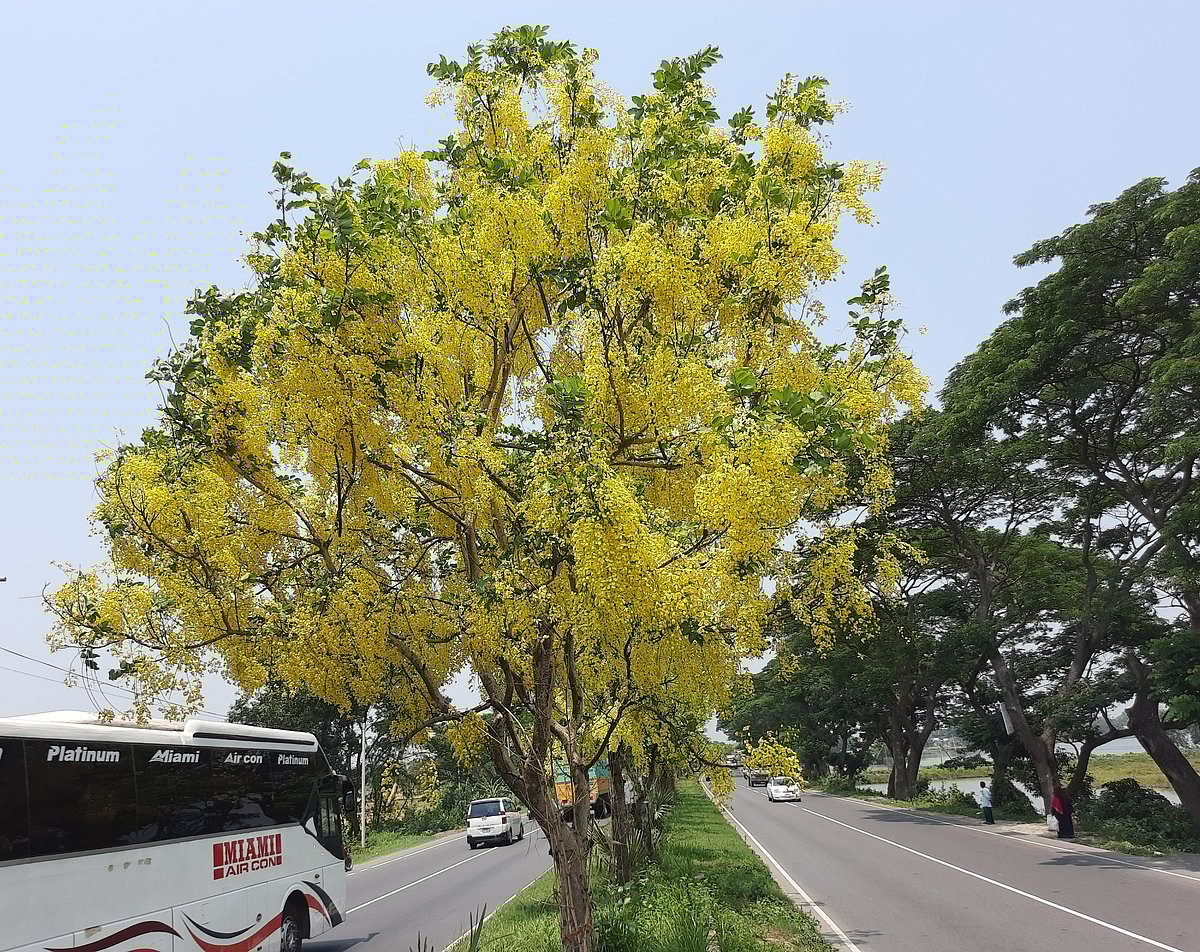 ঢাকা-চট্টগ্রাম মহাসড়কের বিভাজকে সোনালু ফুল সবার নজর কাড়ছে। রোববার কুমিল্লার দাউদকান্দি উপজেলার জিংলাতলী এলাকায়