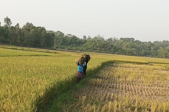 শেরপু‌রের না‌লিতাবাড়ী‌ উপ‌জেলার সীমান্তবর্তী এলাকায় বন‌্য হা‌তির ভ‌য়ে আধা পাকা বো‌রো ধান কে‌টে নি‌‌চ্ছেন চা‌ষিরা। গত বুধবার বি‌কে‌লে নাকুগাঁও এলাকায়