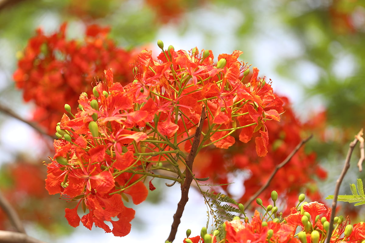 কৃষ্ণচূড়ায় রাত