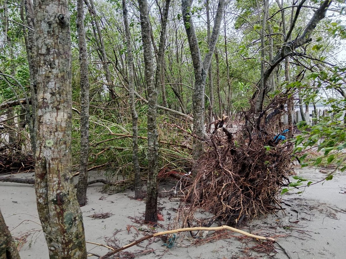 প্রবল ঘূর্ণিঝড় রিমালের আঘাতে উপড়ে পড়েছে গাছপালা। ঝড়ের প্রভাবে জোয়ার-জলোচ্ছ্বাসের পানিতে প্লাবিত হয় গোটা সুন্দরবন। বনের বিভিন্ন স্থানে হরিণসহ বন্য প্রাণীর মরদেহ পাওয়া যাচ্ছে