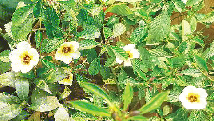 পর্যাপ্ত পানি ও সূর্যের আলো পেলে শ্বেত বাসন্তী গাছ ফুলে ফুলে ভরে যায়। ব্রহ্মপুত্রের তীরে কাছারিঘাটের এক নার্সারি থেকে তোলা