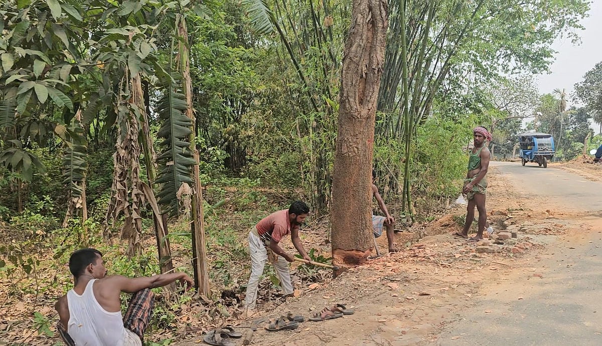 সড়ক প্রশস্ত করার কথা বলে অনুমোদন ছাড়াই কাটা হচ্ছে দেড় শতাধিক গাছ। আজ রোববার দুপুরে গাজীপুরের কালিয়াকৈর উপজেলার সিনাবহ এলাকায়