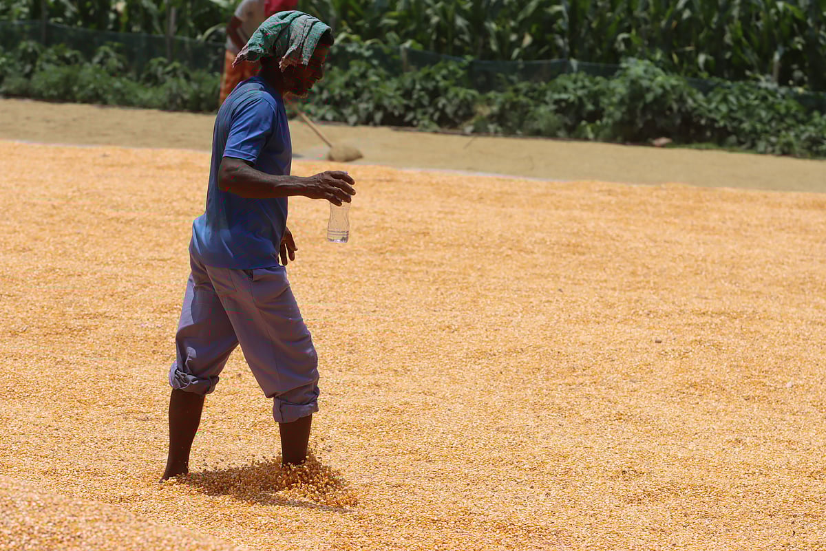 প্রচণ্ড গরম আর তীব্র রোদ উপেক্ষা করে চাতালে কাজ করে ক্লান্ত  শ্রমিক আবু সাইদ। শুক্রবার দুপুরে রংপুরের মিঠাপুকুর উপজেলার মোলংহাটে