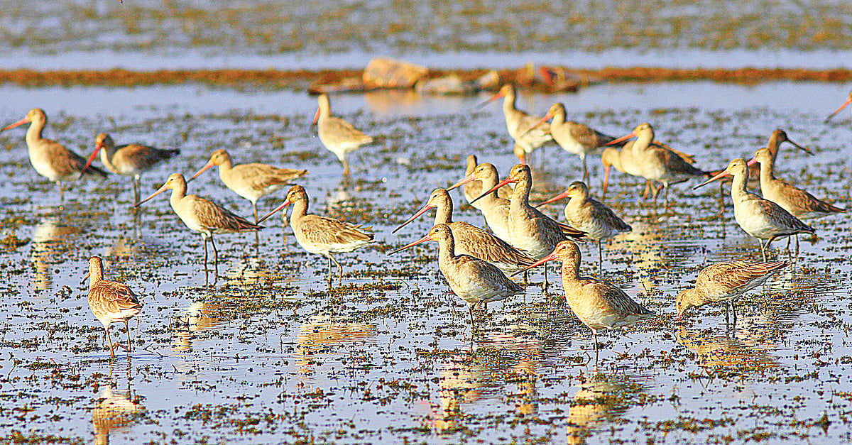 কালালেজ জৌরালির দলটি রাশিয়ার তুন্দ্রা অঞ্চলে প্রজননকাল কাটিয়ে প্রায় চার হাজার কিলোমিটার পথ পাড়ি দিয়ে বাংলাদেশের টাঙ্গুয়ার হাওরে শীতকাল কাটাতে আসে