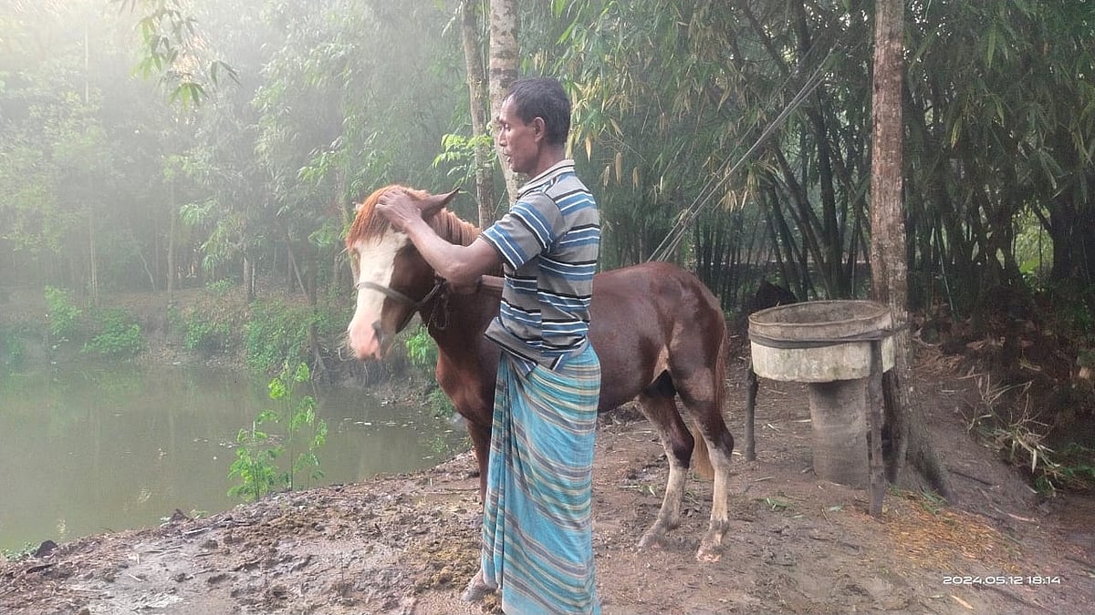 হারিয়ে যাওয়া ঘোড়াটিকে পেয়ে আদর করছেন দিনমজুর হাবিবুর রহমান। আজ রোববার বিকেলে যশোরের অভয়নগর উপজেলার বাঘুটিয়া গ্রামে