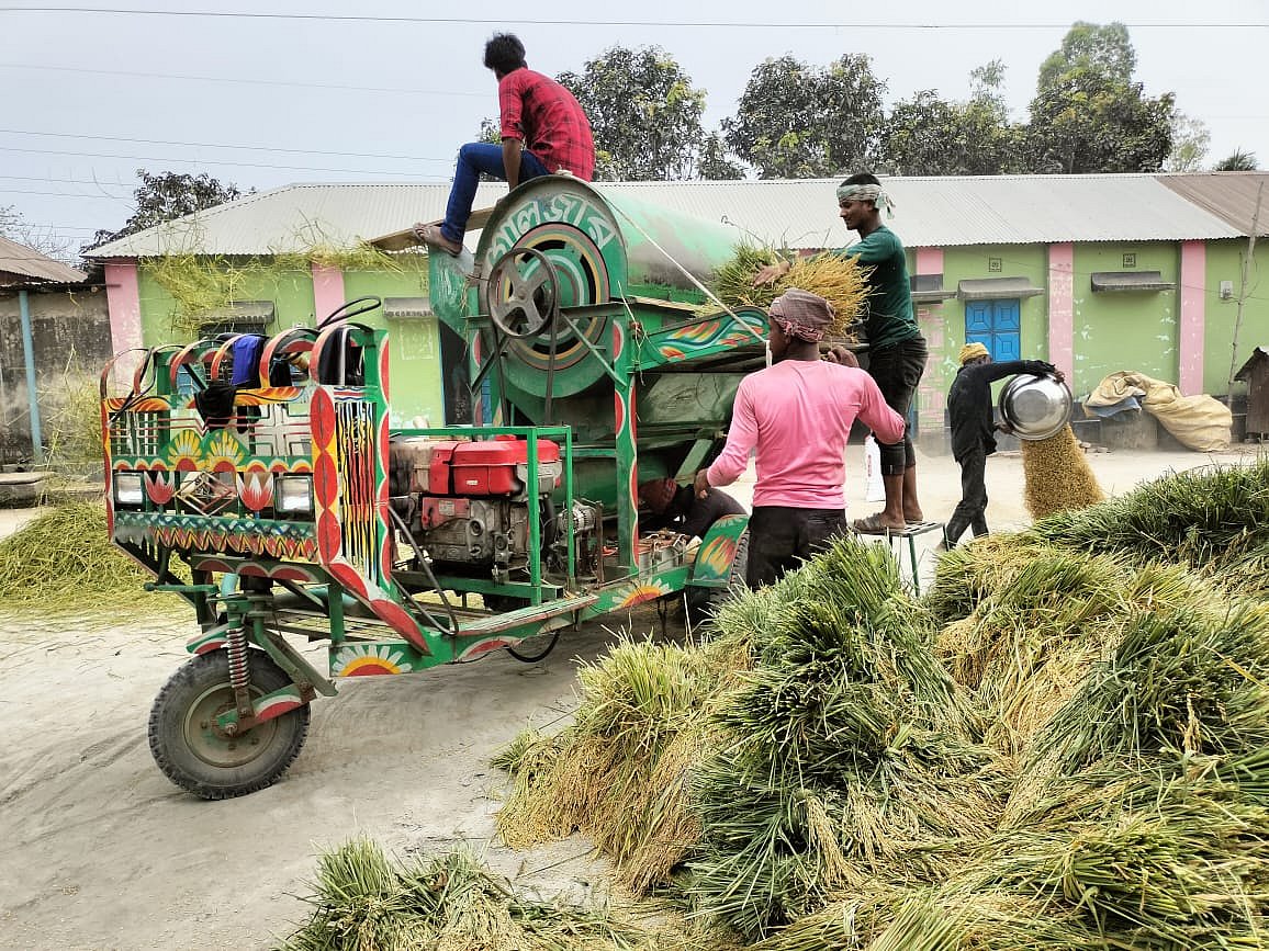 শনিবার দিবাগত রাতে রংপুরে বৃষ্টির পর আবহাওয়া ঠান্ডা থাকায় রোববার সকালে মাঠ থেকে ধান কেটে এনে শ্রমিক দিয়ে মাড়াই করছেন তারাগঞ্জের প্রামানিকপাড়া গ্রামের কৃষক জরিবুল ইসলাম