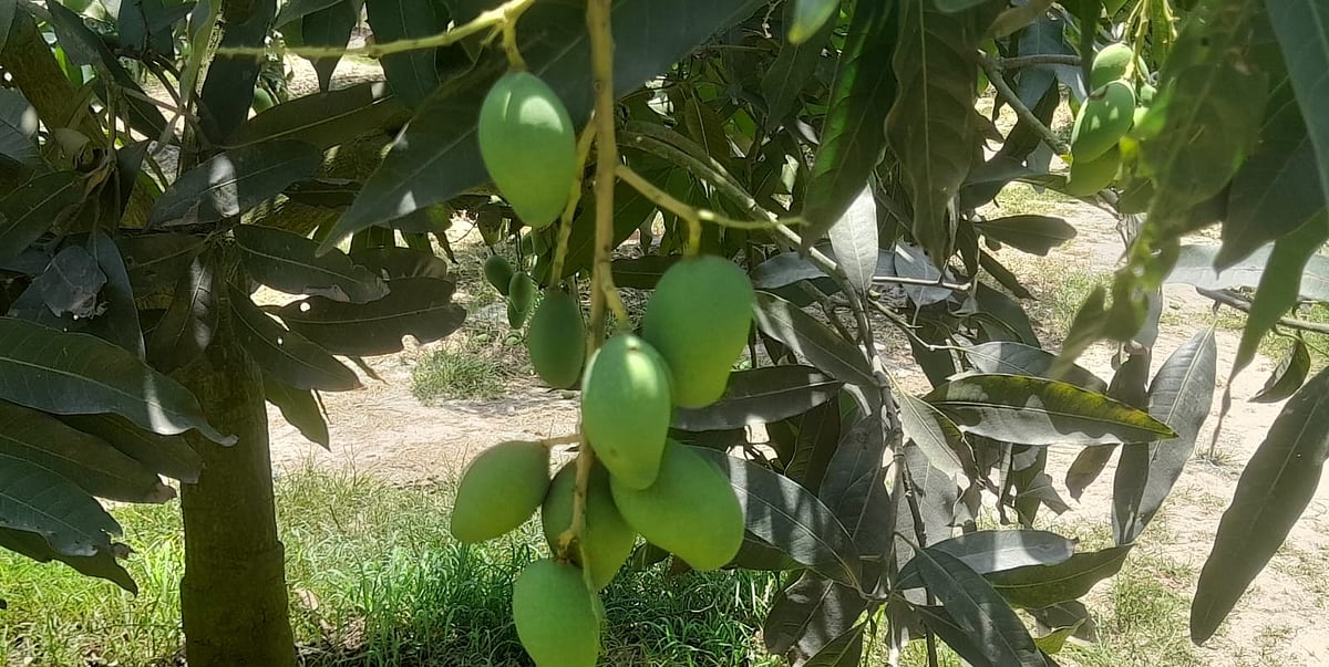 এবার আমের ‘অফ ইয়ার’ হওয়ার জন্য এবার আম উৎপাদন কম হবে বলে মনে করছেন কৃষিবিদ, অধিদপ্তরের কর্মকর্তা ও চাষিরা।