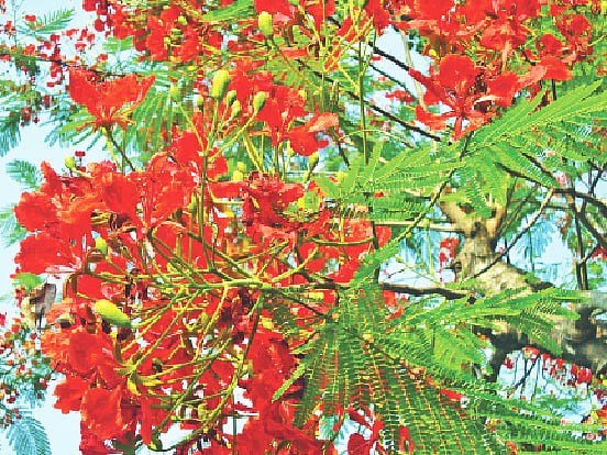 চন্দ্রিমা লেকের পাশে ফোটা কৃষ্ণচূড়া ফুল