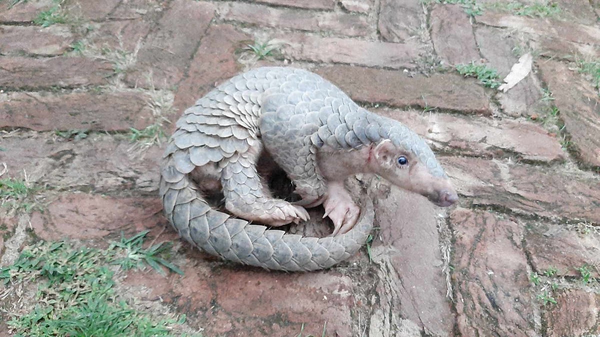 নেত্রকোনার কলমাকান্দা থেকে উদ্ধার হওয়া মহাবিপন্ন বনরুই