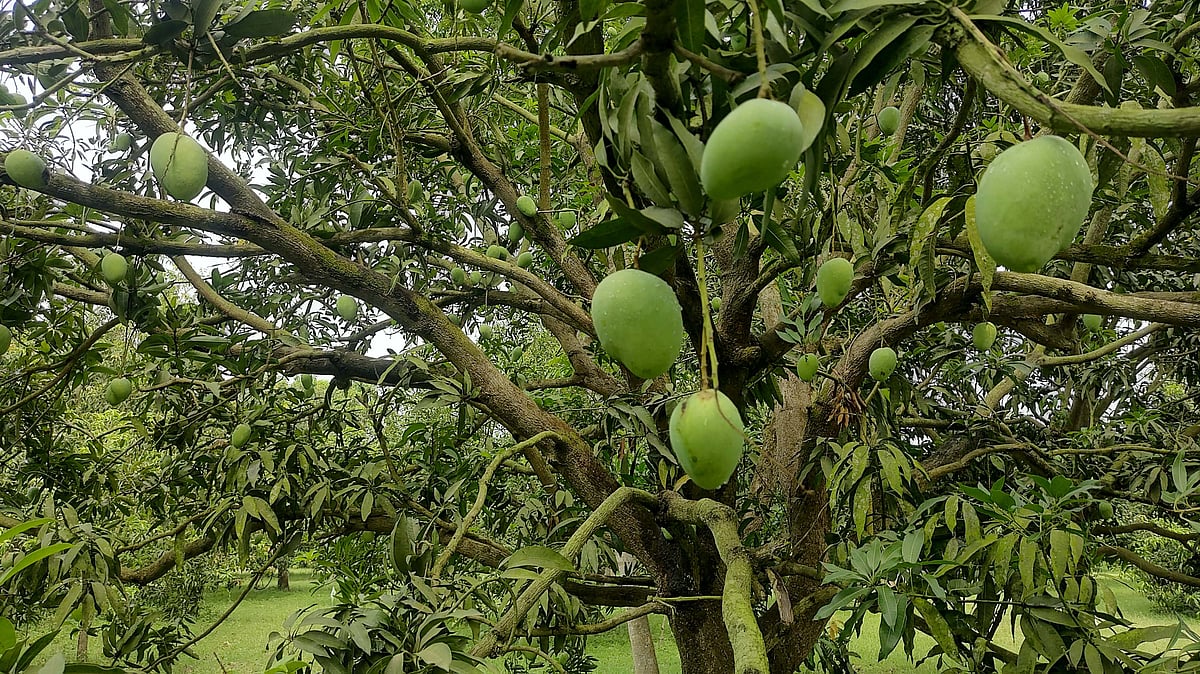 গাছে ঝুলছে লক্ষণভোগ আম। আজ বৃহস্পতিবার বেলা ১১টার দিকে চাঁপাইনবাবগঞ্জের শিবগঞ্জ উপজেলার বিমর্ষি গ্রামে
