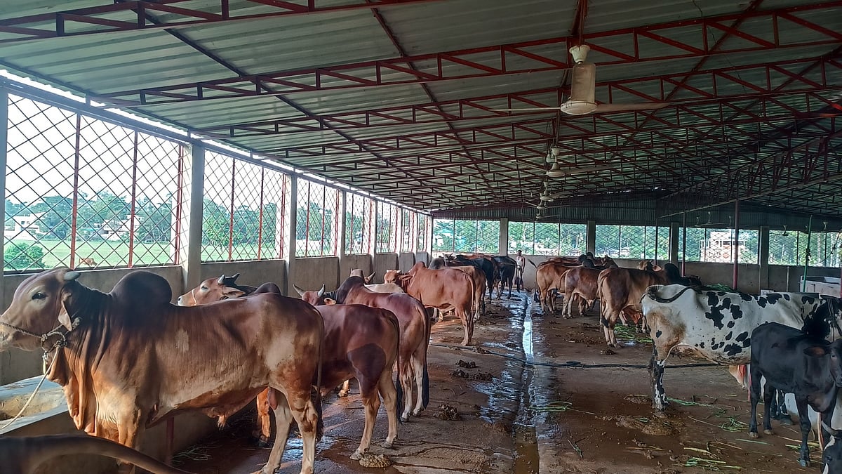 কোরবানির ঈদ সামনে রেখে খামারে পশু প্রস্তুত রাখা হয়েছে। গত মঙ্গলবার বিকেলে লোহাগাড়া আধুনগর মছদিয়া এলাকায় আল বয়ান এগ্রো খামারে