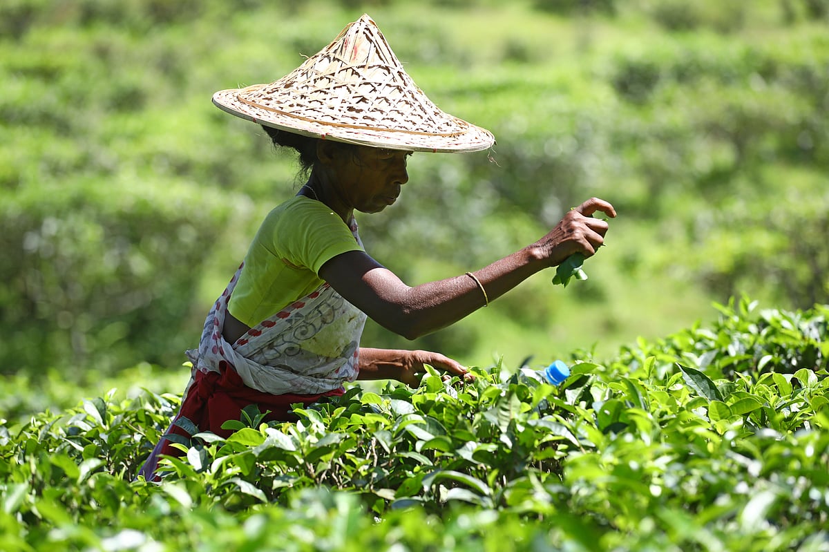 চা বাগান