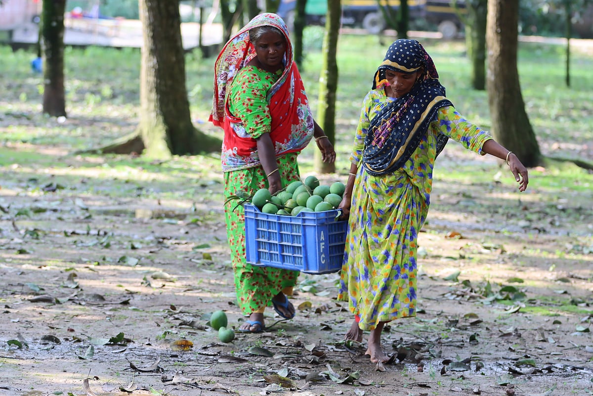 আম নিয়ে বাড়ি ফিরছেন দুই নারী