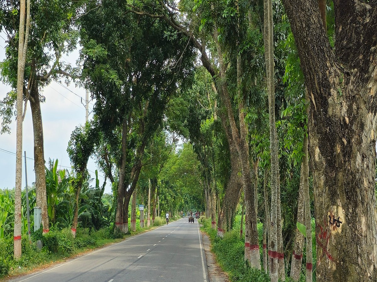 সবুজে মোড়ানো মেহেরপুর–চুয়াডাঙ্গা সড়ক। সড়কটি চার লেন করতে সড়কের দুই পাশের গাছ কাটা হবে। বুধবার দুপুরে মেহেরপুর- চুয়াডাঙ্গা সড়কের পাসপোর্ট কার্যালয়ের সামনে