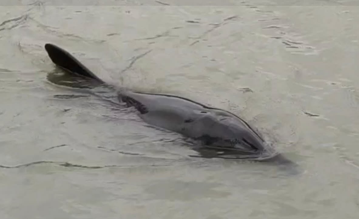 পটুয়াখালীর কলাপাড়ার জালালপুর গ্রামের ডোবায় ভেসে আসা ডলফিন। বৃহস্পতিবার বিকেলে