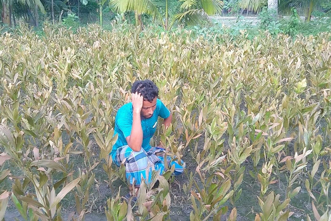 নোয়াখালী সদর উপজেলার ধর্মপুর এলাকায় চারাগাছ ধ্বংসের পর হতাশাগ্রস্ত মালিক। গতকাল দুপুরে