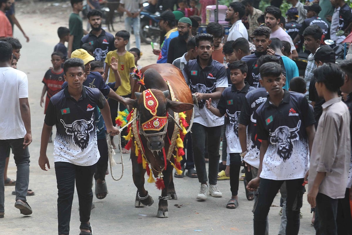 চট্টগ্রাম নগরে শোভাযাত্রায় গয়না পরে হেঁটেছে বিভিন্ন রঙের ও আকারের গরু। আজ বিকেলে সিআরবির শিরীষতলায়