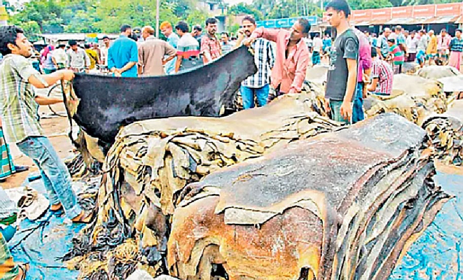 এ বছর প্রতি বর্গফুট গরুর চামড়ার দাম নির্ধারণ করা হয়েছে ৫৫ থেকে ৬০ টাকা