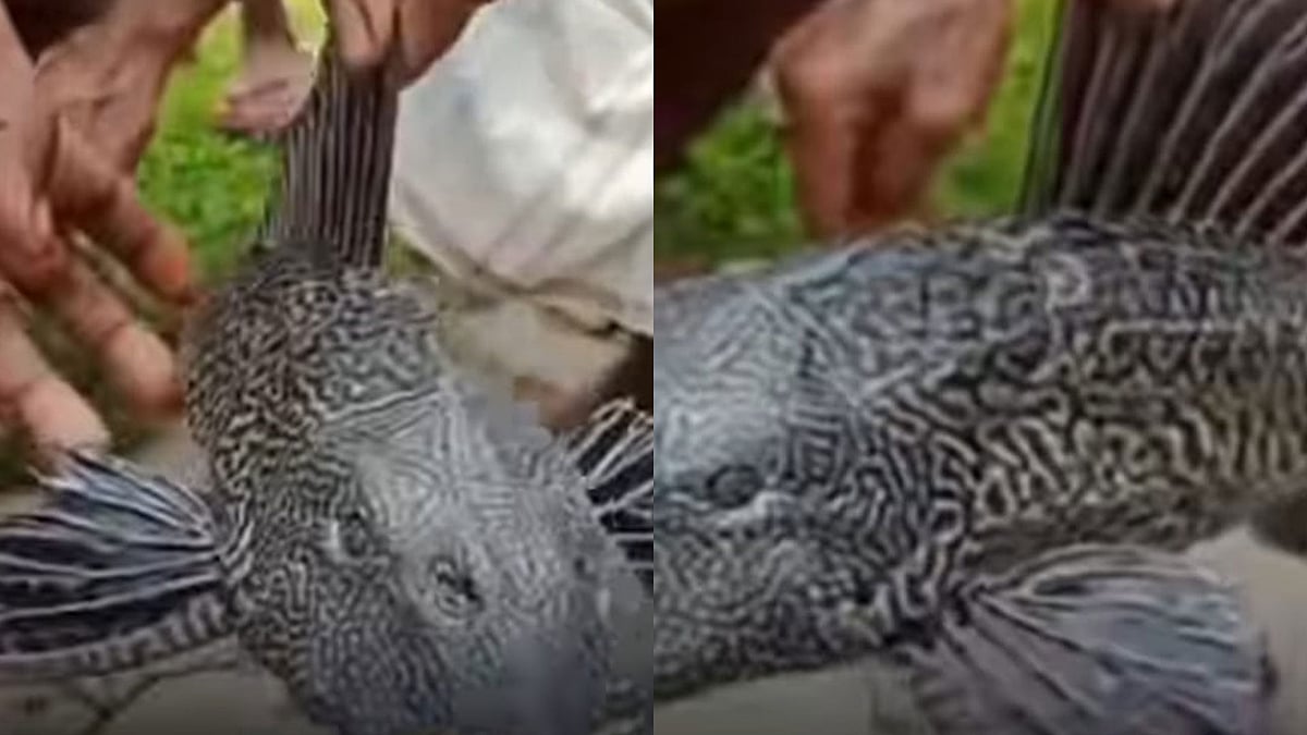 চার চোখের বিরল প্রজাতির মাছ