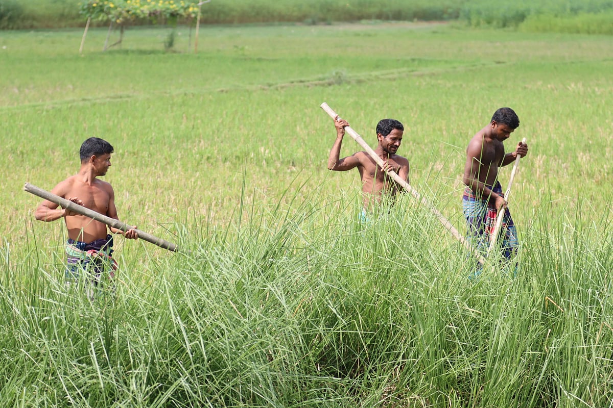রাসেলস ভাইপার আতঙ্কে আছেন ফরিদপুরের পদ্মা নদীর তীরবর্তী এলাকার বাসিন্দারা। মাঠে কাজ করার আগে এভাবে সাপ আছে কি না তা নিয়ে সাবধানতা অবলম্বন করছেন তাঁরা