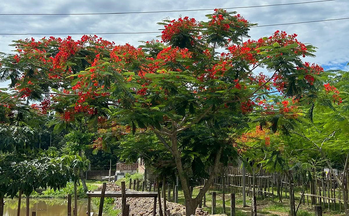 মৌলভীবাজারের বড়লেখা পৌরসভার গরুর বাজার–সংলগ্ন সড়কের ডালে ডালে কৃষ্ণচূড়ার উচ্ছ্বাস
