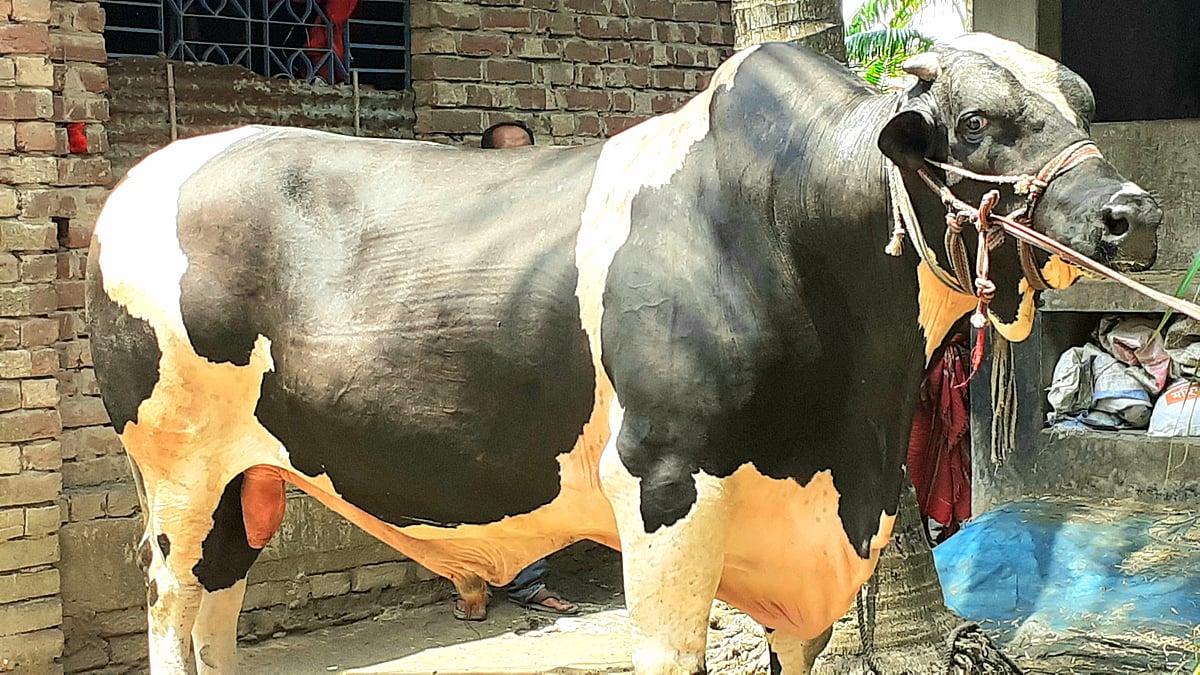 ৩৮ মণ ওজনের ‘মাস্তানের’ দাম হাঁকা হচ্ছে ১০ লাখ টাকা। গতকাল বুধবার যশোরের অভয়নগর উপজেলার সুন্দলী ইউনিয়নের ডাঙ্গা মশিয়াহাটি এলাকায়