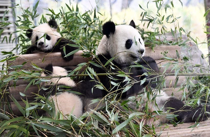 Panda in China