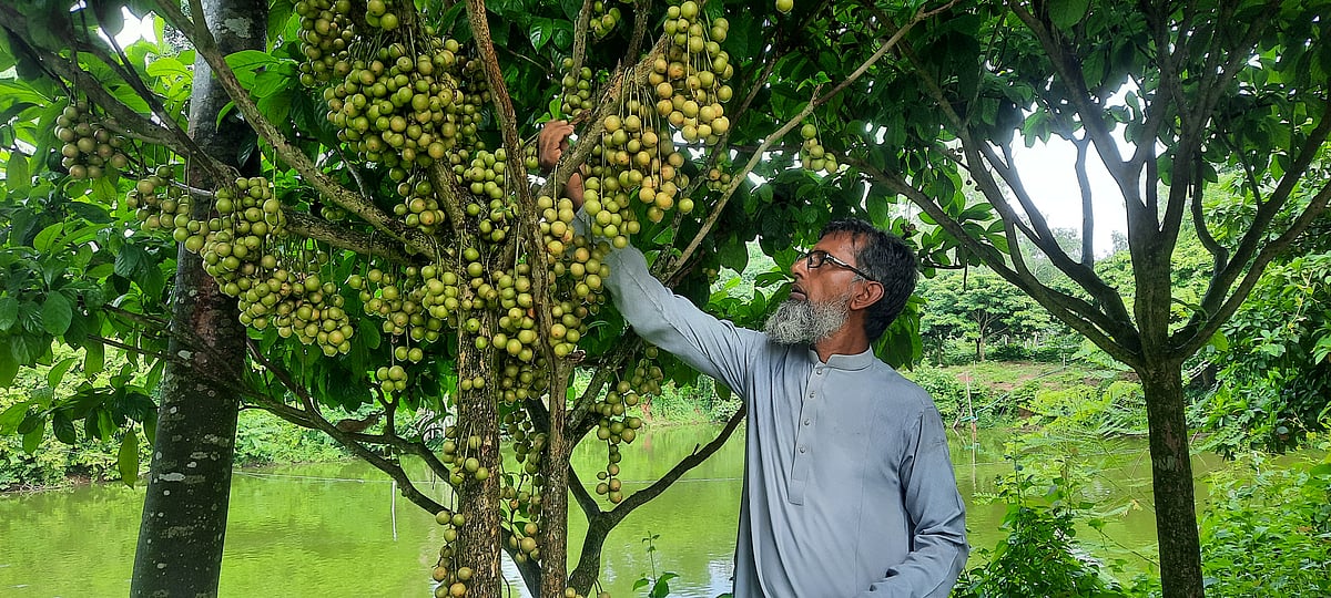 টাঙ্গাইলের ঘাটাইলের রসুলপুর গ্রামে নিজ বাগানে লটকন দেখছেন অবসরপ্রাপ্ত শিক্ষক শামসুল আলম। গত বুধবার তোলা