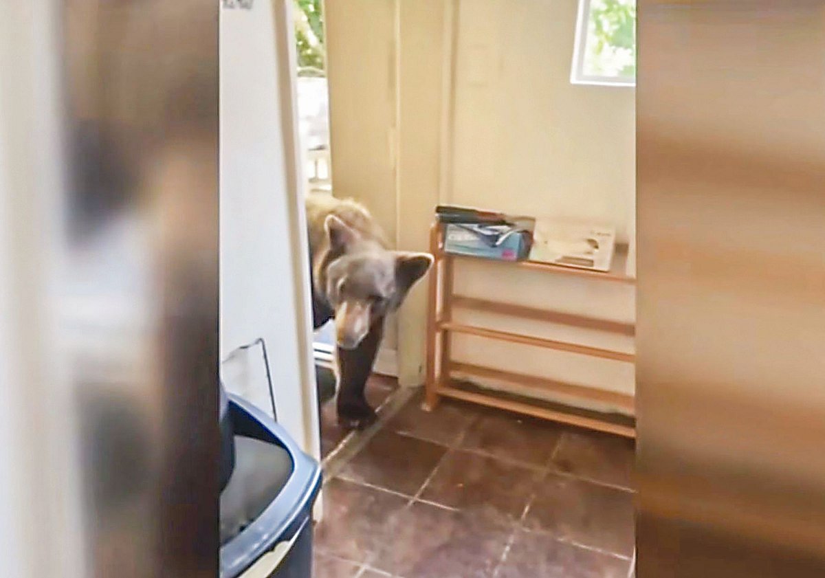 ক্যালিফোর্নিয়ায় জ্যাসনের রান্নাঘরের দরজায় ভালুক