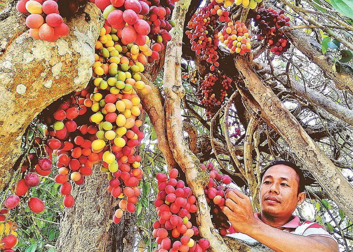 রসকো বা রক্তফলের গাছ