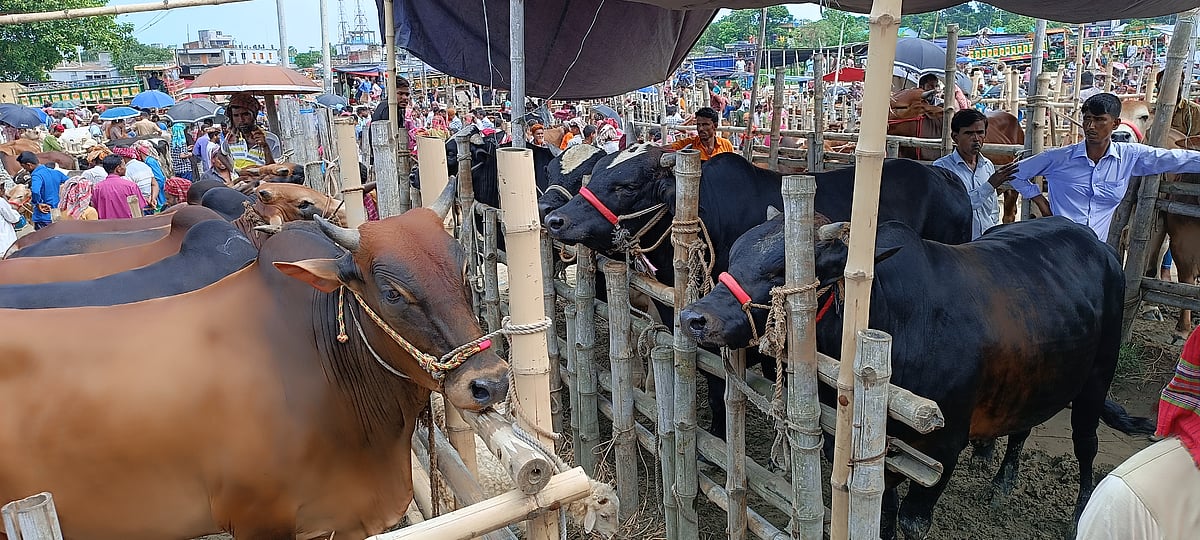 বেড়া ও সাঁথিয়া উপজেলার পশুর হাটগুলোয় তুলনামূলকভাবে গরু কম উঠছে। তবে দাম চাওয়া হচ্ছে বেশি। গত মঙ্গলবার করমজা চতুরহাটে।