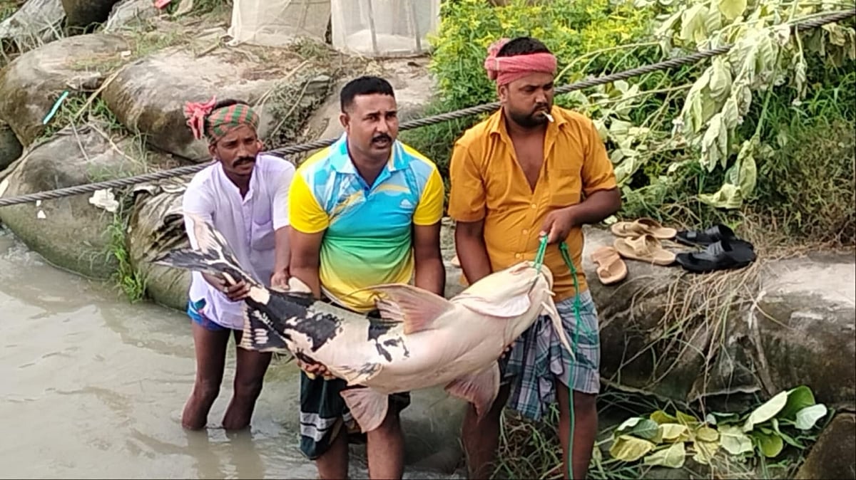 দৌলতদিয়া ফেরিঘাটের মাছ বাজারে প্রায় ৩০ কেজি ওজনের মহাবিপন্ন এই বাগাড় মাছটি ৩৯ হাজার টাকায় কিনে নেন মাছ ব্যবসায়ী শাহজাহান শেখ। গোয়ালন্দ, রাজবাড়ী, ২৮ জুন
